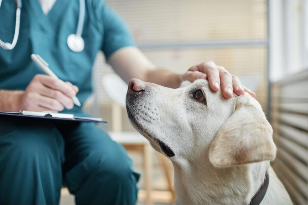 Compassionate Veterinarian Petting Dog at Pet Hospital