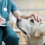 Compassionate Veterinarian Petting Dog at Pet Hospital