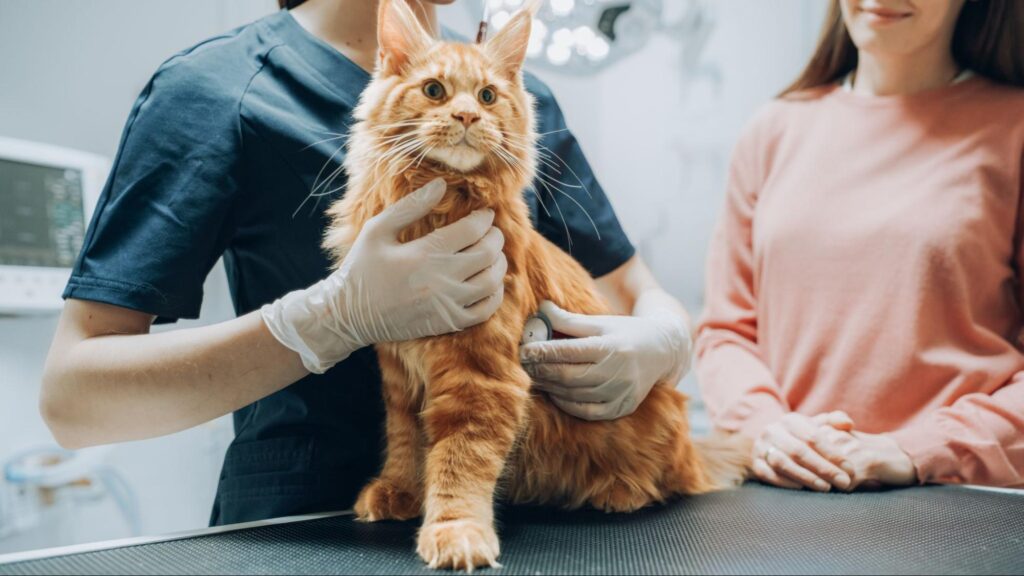 Veterinarian Using Stethoscope to Diagnose a Red Pet Maine Coon That is Sitting on a Check-Up Table.