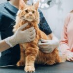 Veterinarian Using Stethoscope to Diagnose a Red Pet Maine Coon That is Sitting on a Check-Up Table.