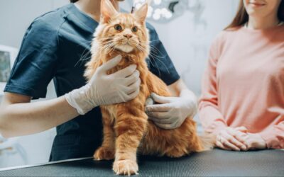 Veterinarian Using Stethoscope to Diagnose a Red Pet Maine Coon That is Sitting on a Check-Up Table.