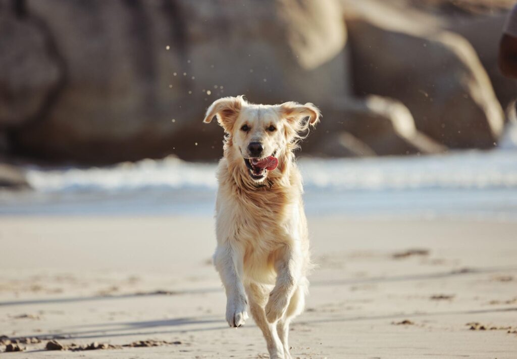 Happy dog running at Ventura Beach