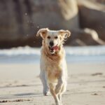 Happy dog running at Ventura Beach