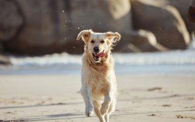 Happy dog running at Ventura Beach