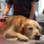 A dog receiving laser therapy treatment at a veterinary clinic.