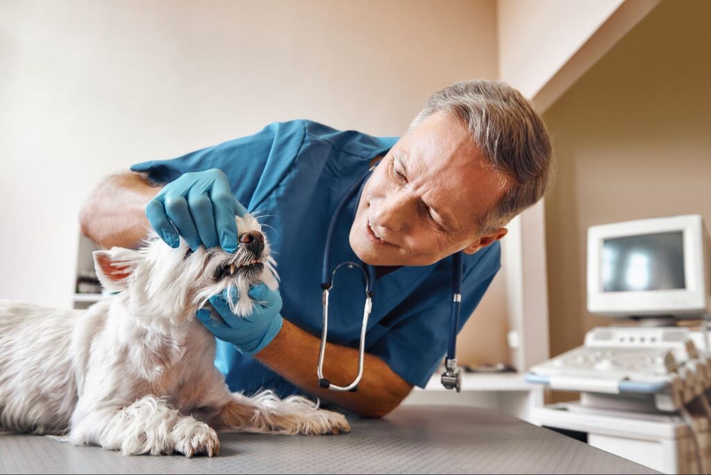 Dog having pet dental checkup at Slaton Veterinary Hospital