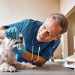 Dog having pet dental checkup at Slaton Veterinary Hospital