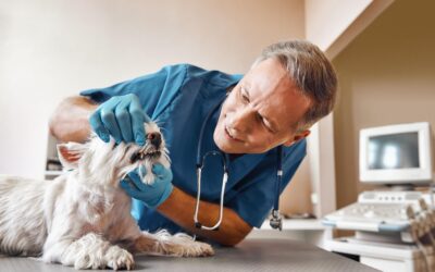 Dog having pet dental checkup at Slaton Veterinary Hospital