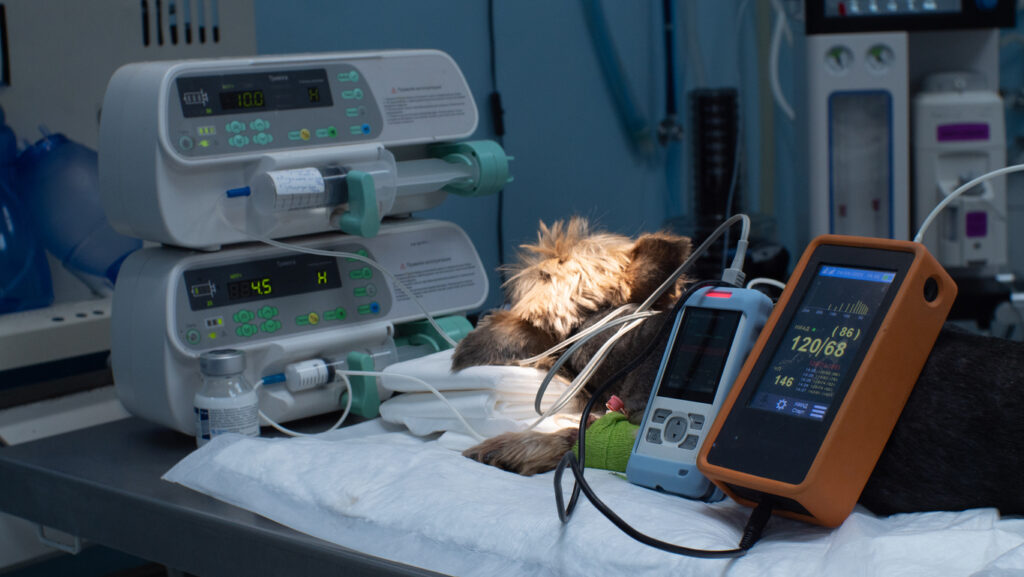 SVH veterinary team providing emergency treatment in modern medical facility