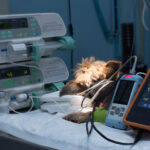 SVH veterinary team providing emergency treatment in modern medical facility