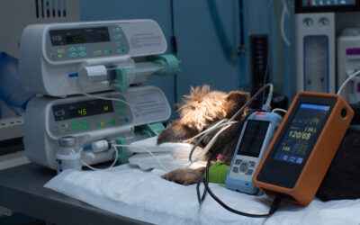 SVH veterinary team providing emergency treatment in modern medical facility