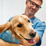 A Slaton Veterinary Hospital vet embraces a golden retriever after giving a vaccination