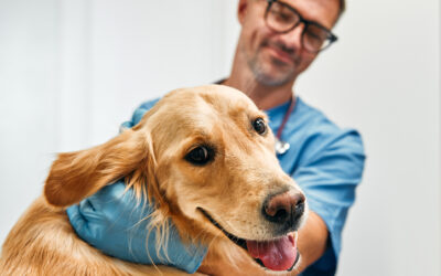 A Slaton Veterinary Hospital vet embraces a golden retriever after giving a vaccination