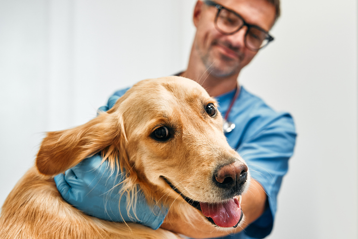 A Slaton Veterinary Hospital vet embraces a golden retriever after giving a vaccination