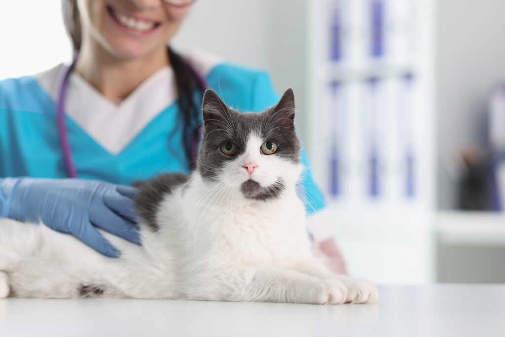 Happy pet receiving care at Slaton Veterinary Hospital in Westlake Village